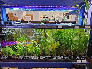 New Plants